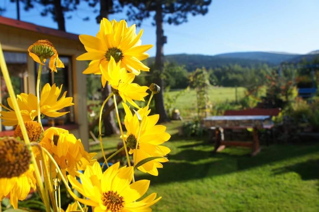 Appartamento Dom Na Przedgorzu Świeradów-Zdrój Esterno foto